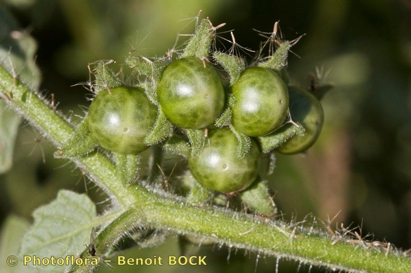 Taken Oct 15, 2011 by Photoflora - Benoit BOCK (©)