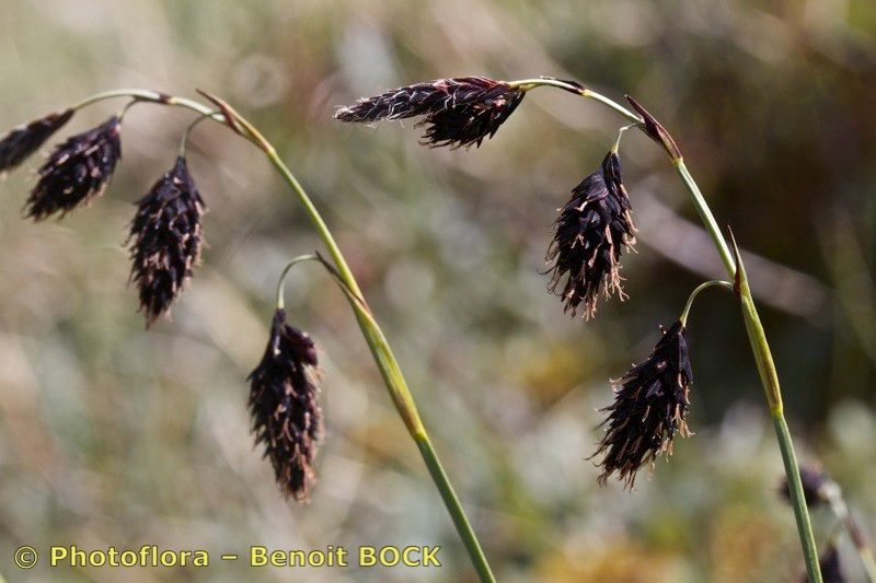 Taken Jul 15, 2012 by Photoflora - Benoit BOCK (©)