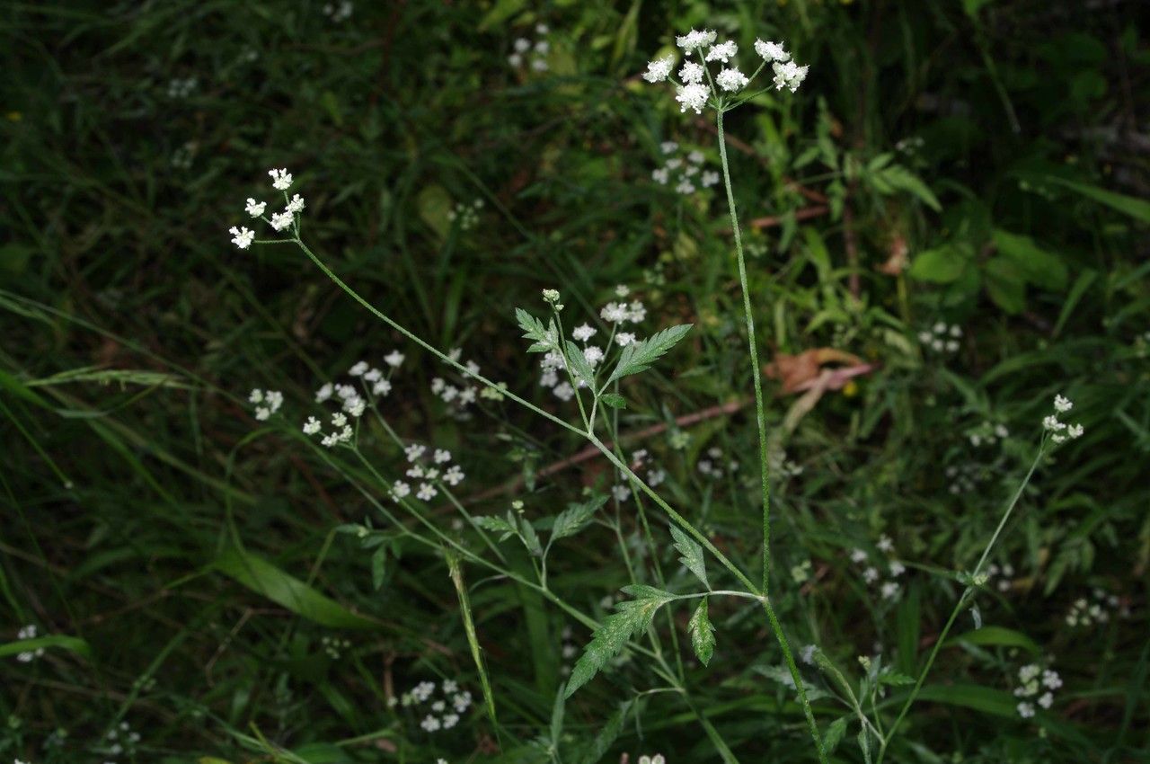 Taken Jun 26, 2014 by Tela Botanica − Jean-Luc Gorremans (cc-by-sa)