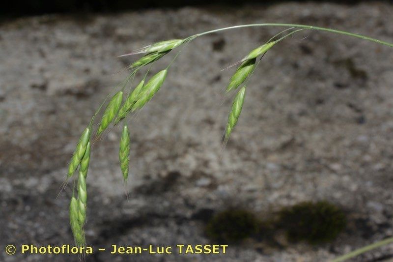 Taken Jul 15, 2012 by Photoflora - Jean-Luc TASSET (©)