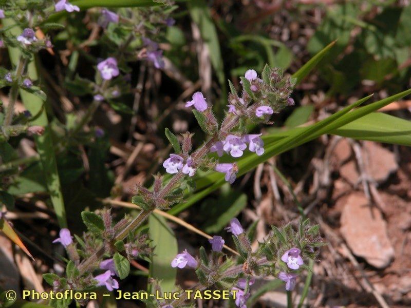 Taken May 15, 2003 by Photoflora - Jean-Luc TASSET (©)