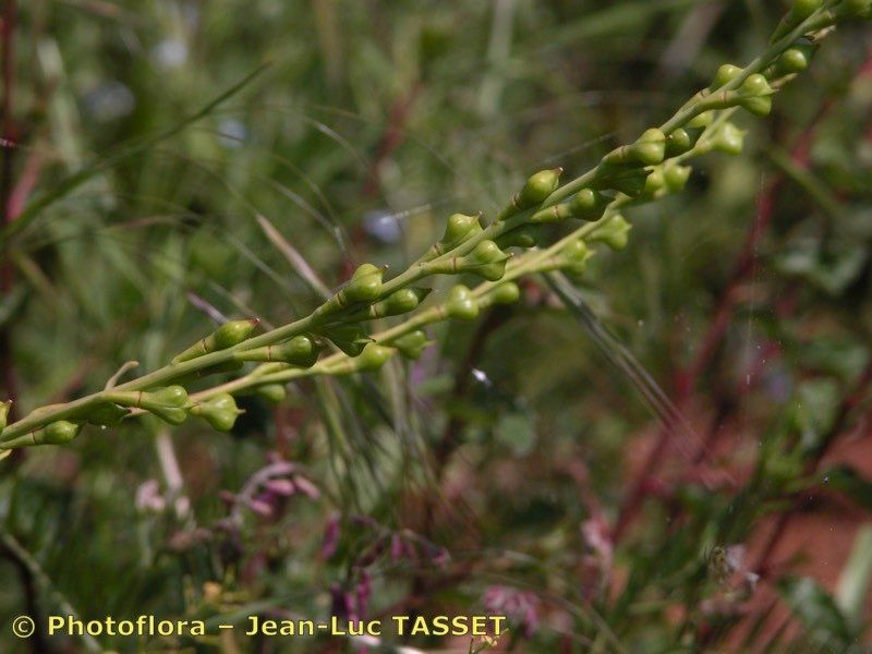 Taken May 15, 2003 by Photoflora - Jean-Luc TASSET (©)