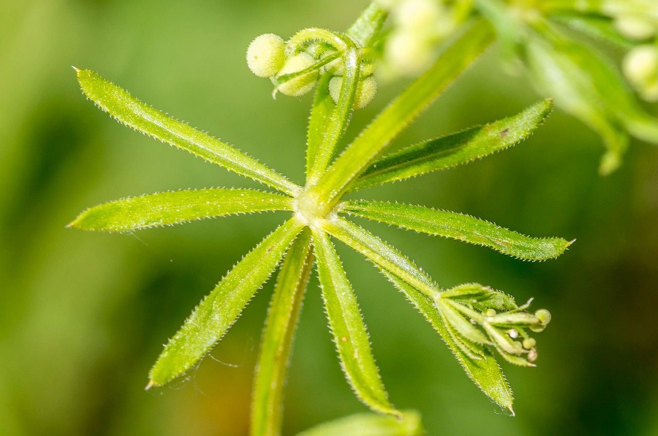 Taken Jun 9, 2014 by Tela Botanica − Jean-Jacques HOUDRÉ (cc-by-sa)