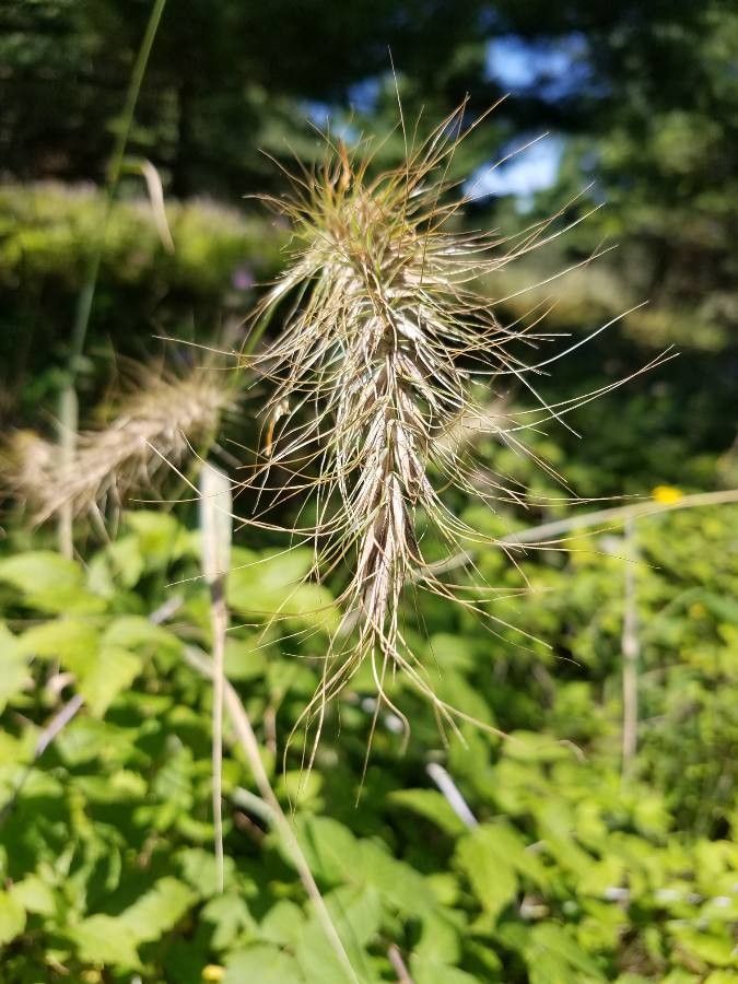 Taken Aug 15, 2021 by Wisconsin Hiker (cc-by-sa)