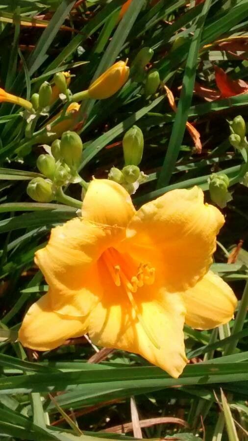 Hemerocallis Lilioasphodelus L 西ヨーロッパ Pl Ntnet Identify