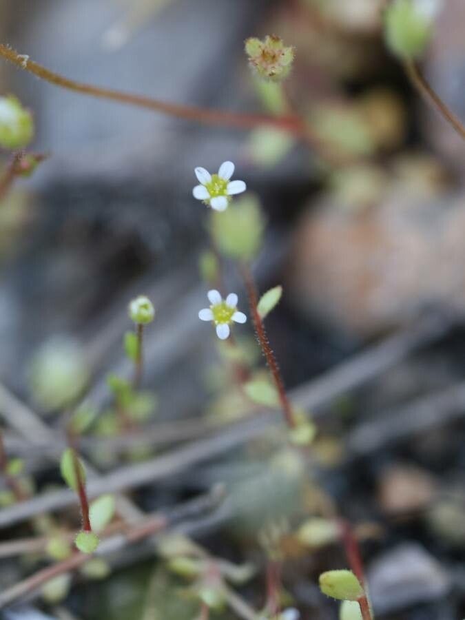 Rue-leaf saxifrage