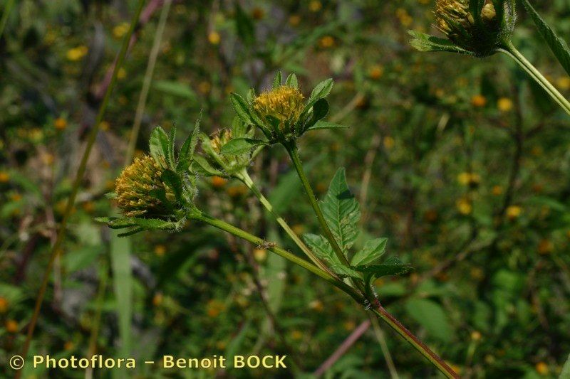 Taken Sep 15, 2004 by Photoflora - Benoit BOCK (©)