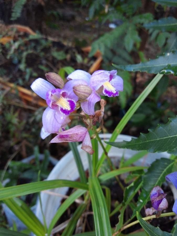 Bletia purpurea (Lam.) DC., Pinepink (USA) - Pl@ntNet identify