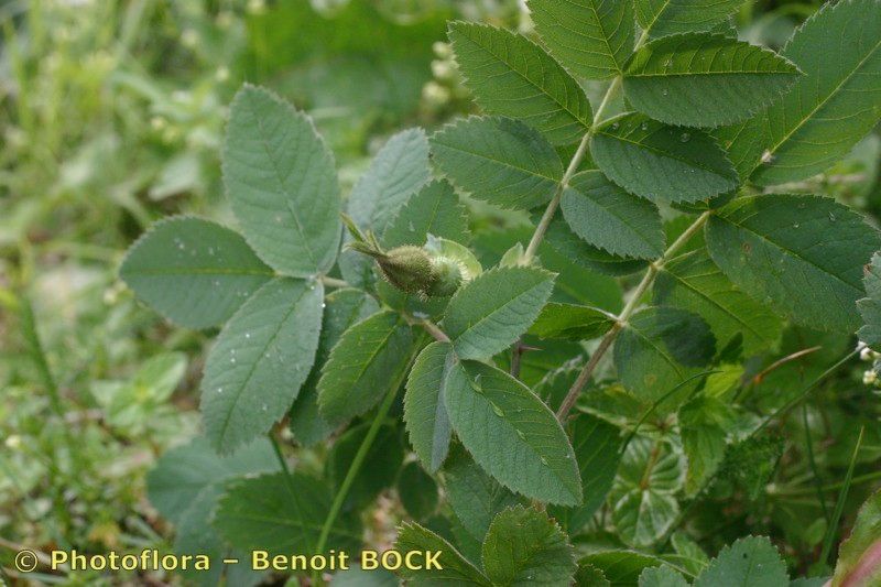 Taken Jul 15, 2005 by Photoflora - Benoit BOCK (©)