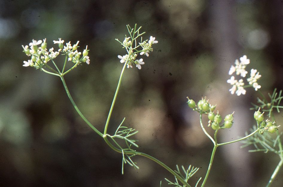 Taken Jan 25, 2006 by Tela Botanica − Liliane Roubaudi (cc-by-sa)