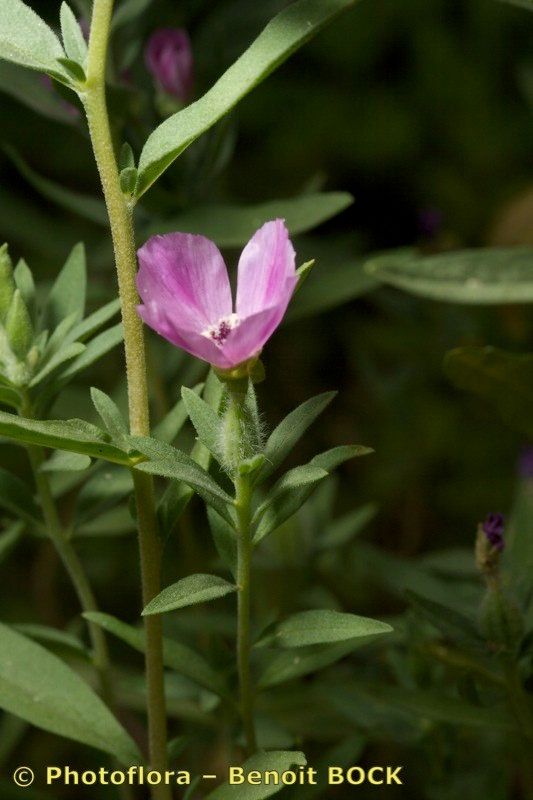 Taken Jul 15, 2009 by Photoflora - Benoit BOCK (©)