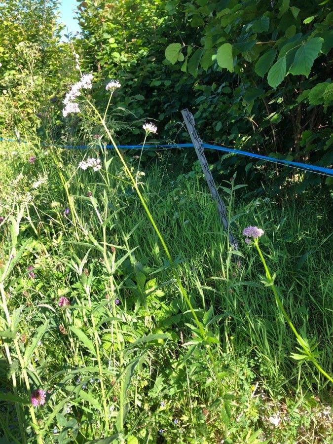 Marsh valerian