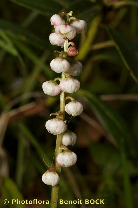 Taken Jul 15, 2011 by Photoflora - Benoit BOCK (©)