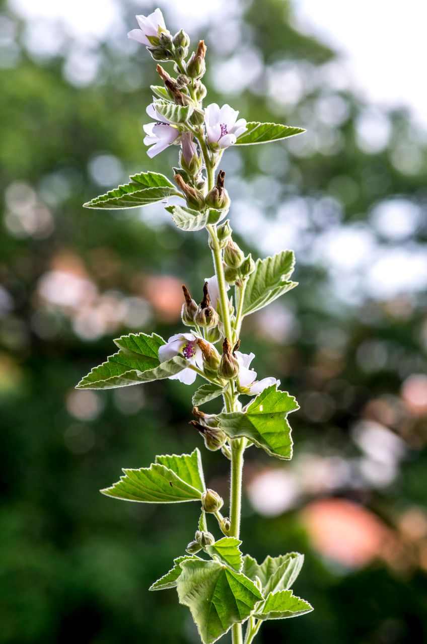 Taken Jul 15, 2014 by Tela Botanica − Jean-Jacques HOUDRÉ (cc-by-sa)