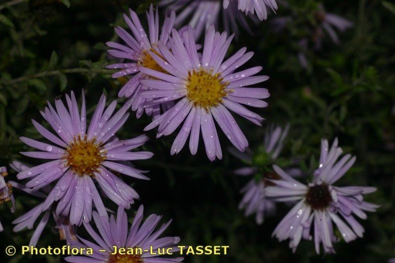 Taken Sep 15, 2005 by Photoflora - Jean-Luc TASSET (©)