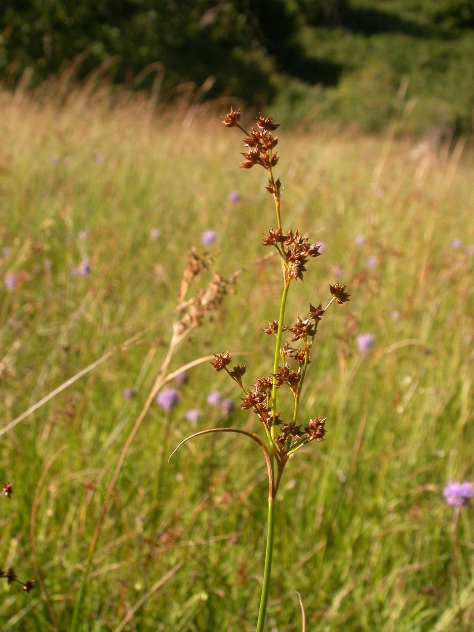 Taken Aug 31, 2007 by Tela Botanica − Julien BARATAUD (cc-by-sa)