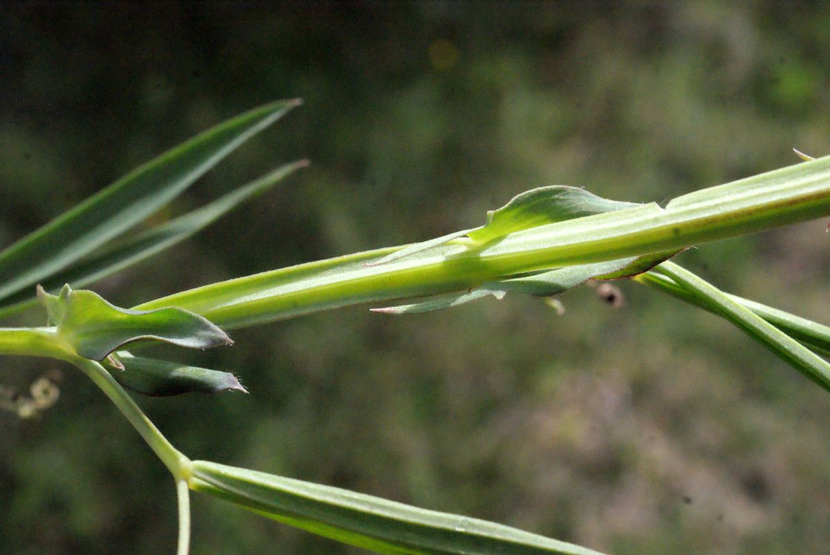 Taken Apr 2, 2015 by Tela Botanica − Liliane ROUBAUDI (cc-by-sa)