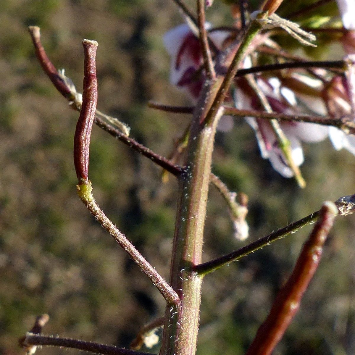 Taken Feb 18, 2018 by Tela Botanica − Jean-Claude BOUZAT (cc-by-sa)