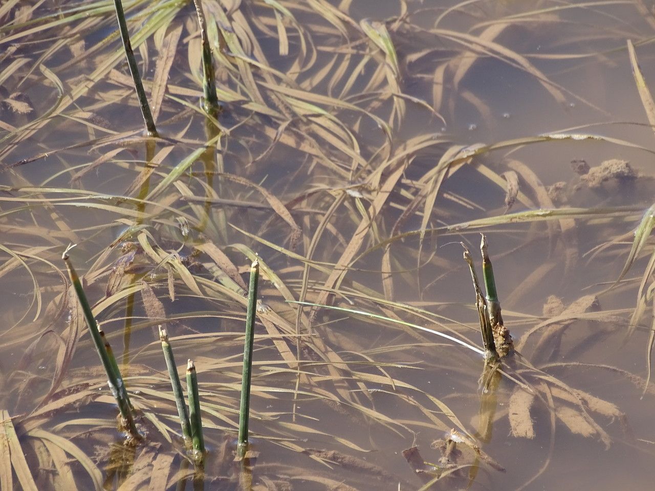 Lesser pondweed