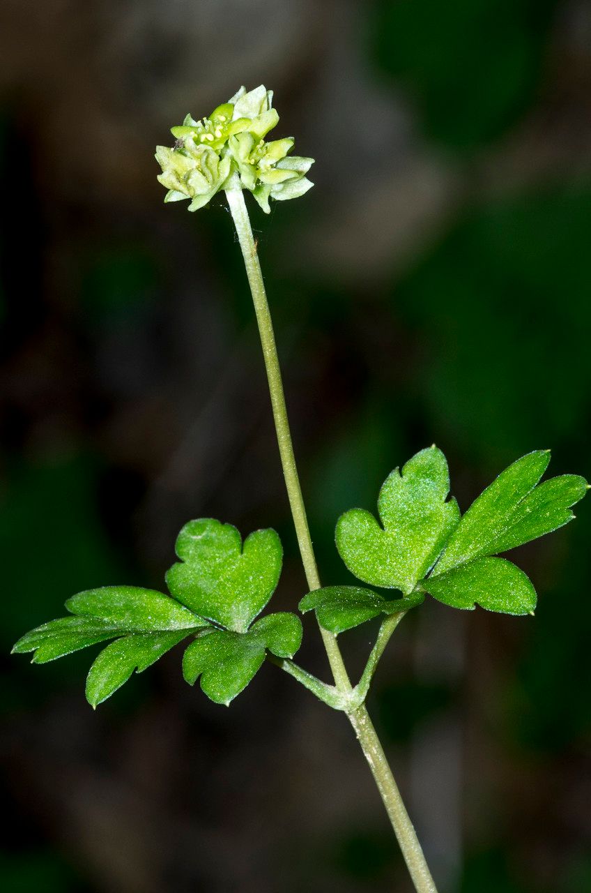 Taken Apr 18, 2014 by Tela Botanica − Jean-Jacques HOUDRÉ (cc-by-sa)