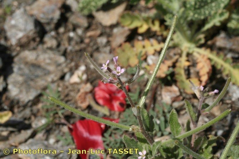 Taken Feb 15, 2008 by Photoflora - Jean-Luc TASSET (©)