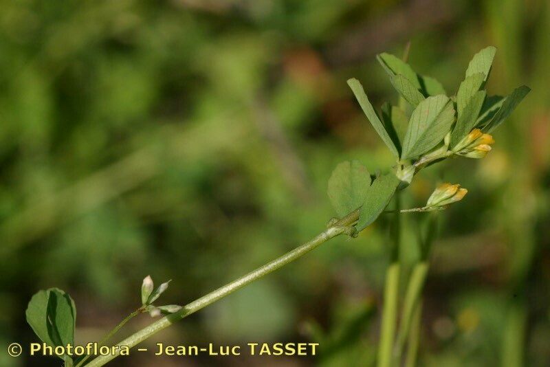 Taken Apr 15, 2005 by Photoflora - Jean-Luc TASSET (©)