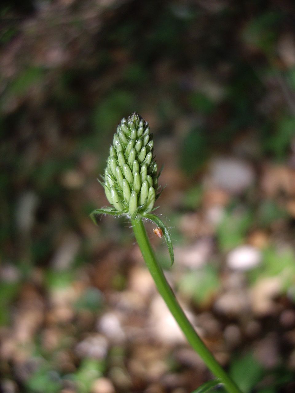 Taken Apr 17, 2014 by Tela Botanica − Mathilde DUVERGER (cc-by-sa)