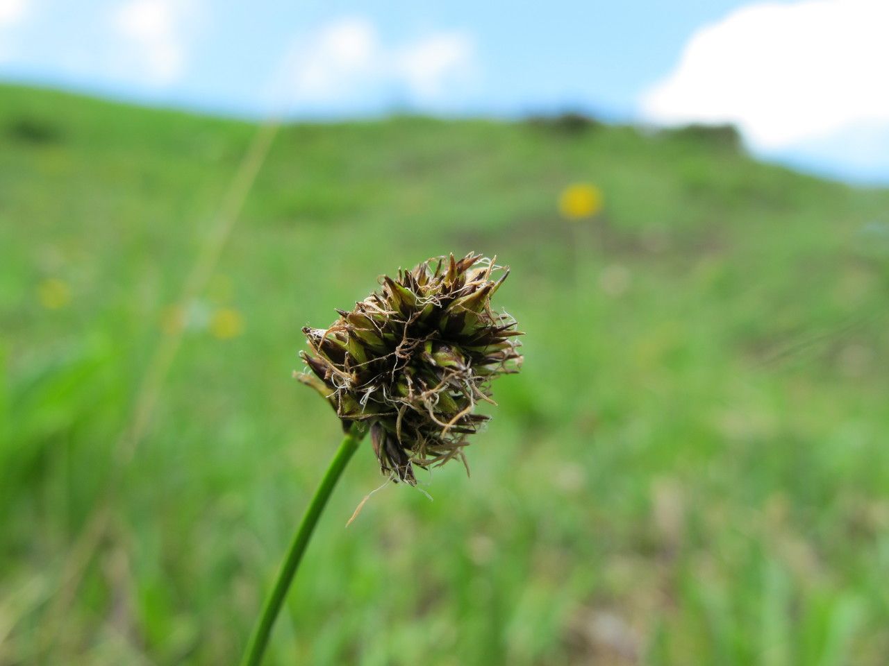 Taken Jul 15, 2010 by Tela Botanica − Hugues TINGUY (cc-by-sa)