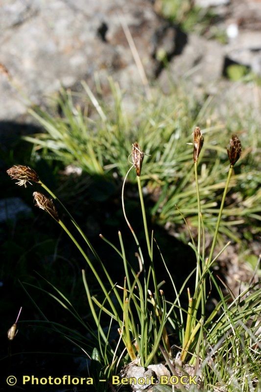 Taken Jul 15, 2007 by Photoflora - Benoit BOCK (©)