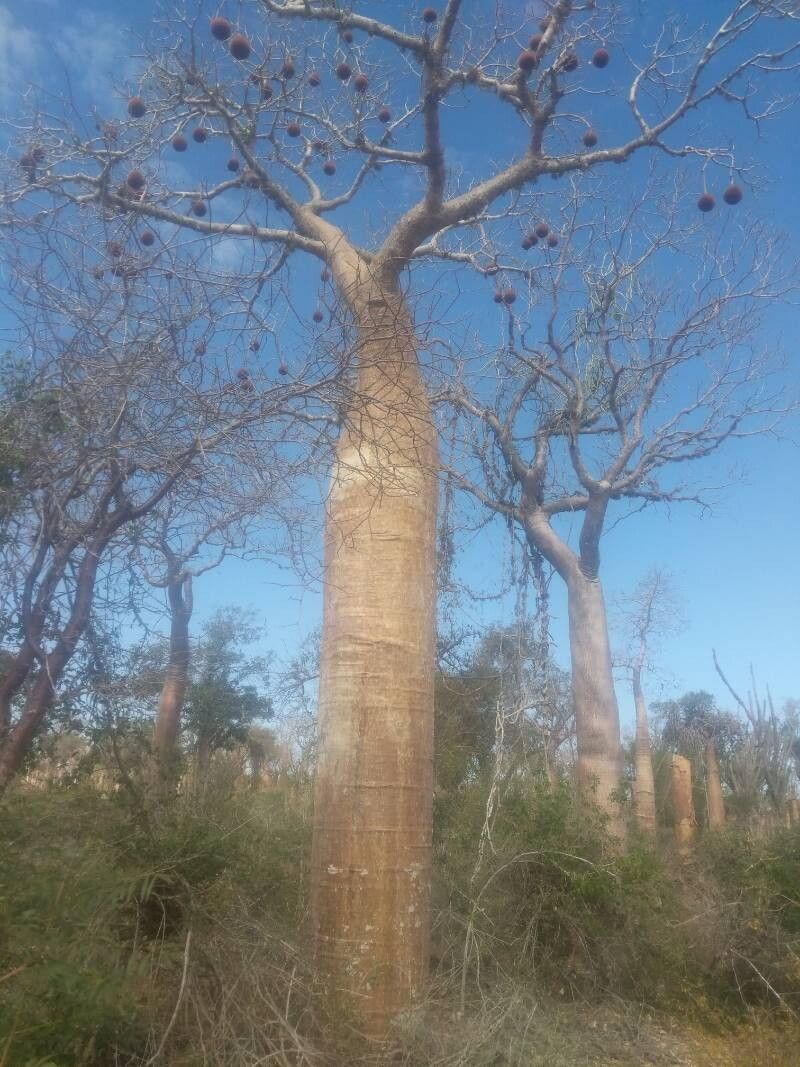 Imagem de Baobá