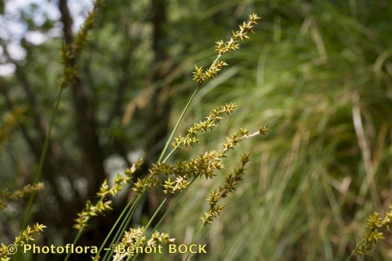 Taken May 15, 2015 by Photoflora - Benoit BOCK (©)