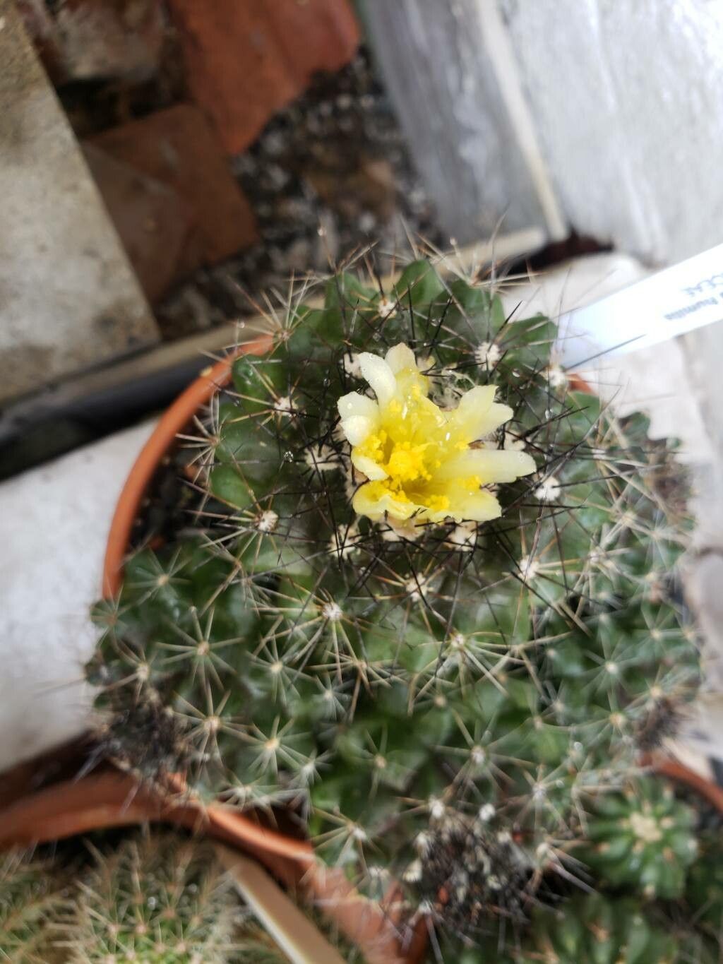 Copiapoa humilis (Phil.) Hutchison (World flora) - Pl@ntNet identify