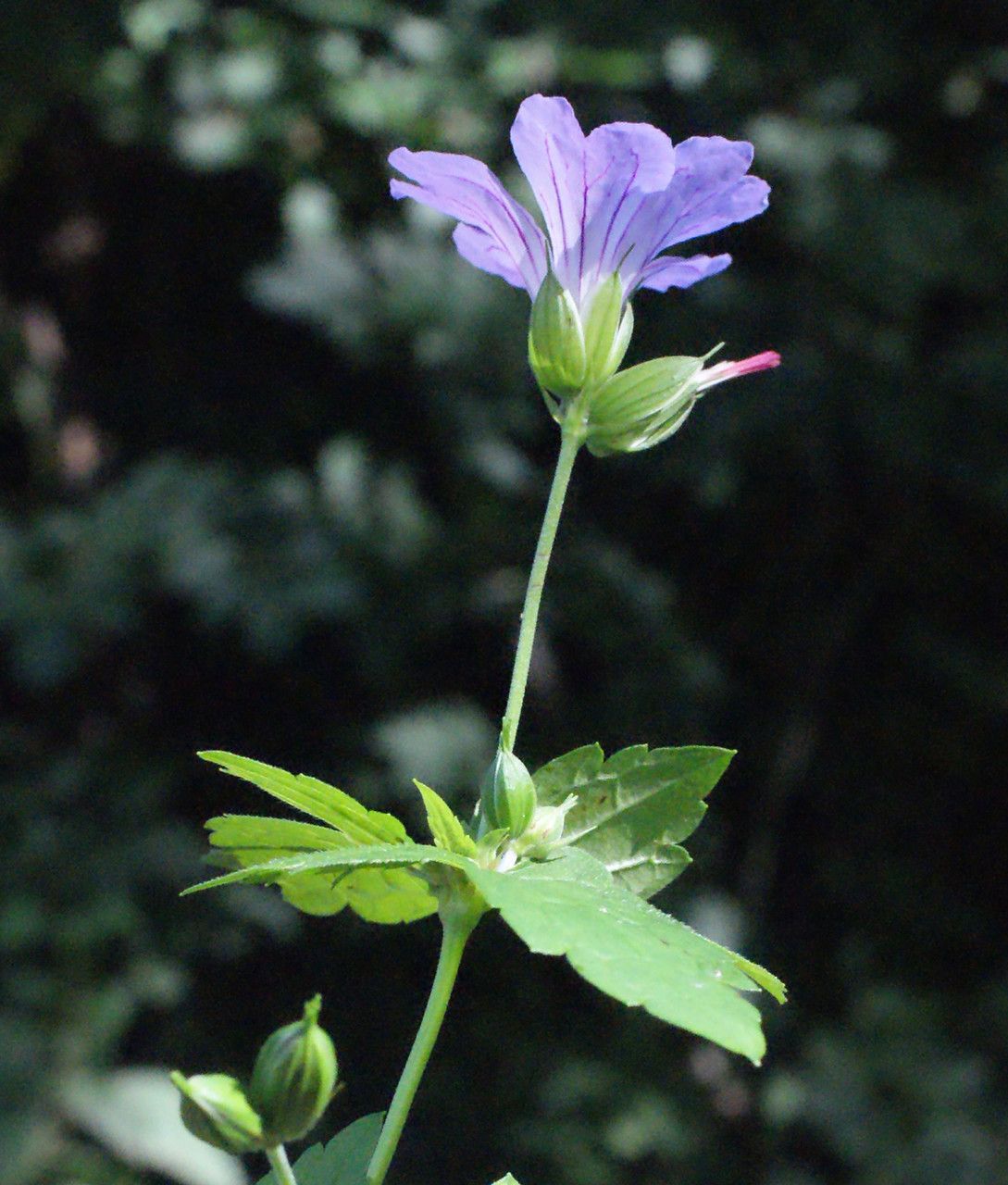 Taken Sep 5, 2014 by Tela Botanica − Liliane Roubaudi (cc-by-sa)