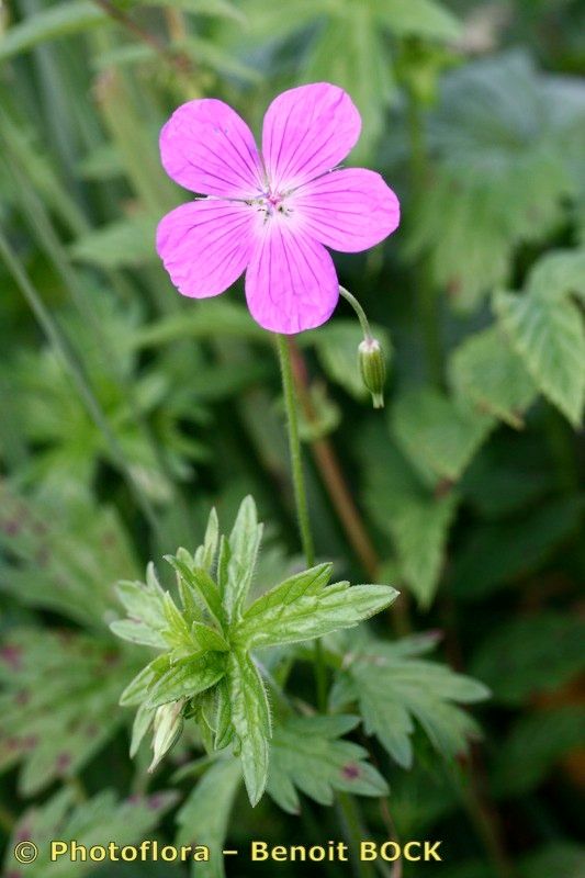 Taken Aug 15, 2007 by Photoflora - Benoit BOCK (©)