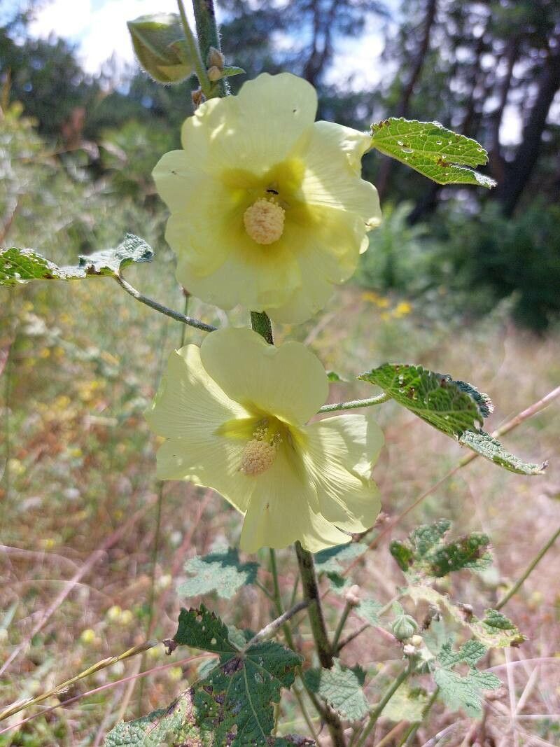 Alcea rugosa Alef., Russian hollyhock (World flora) - Pl@ntNet identify