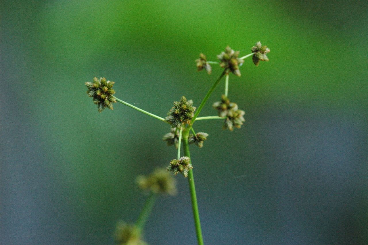 Plant Image 2