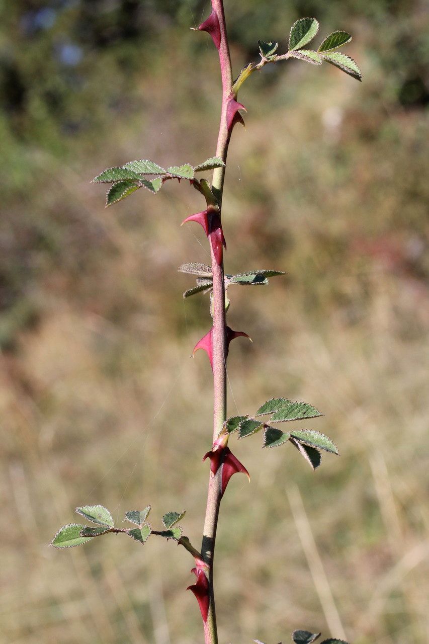 Taken Sep 23, 2014 by Tela Botanica − Marie PORTAS (cc-by-sa)