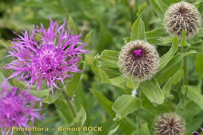 Taken Jul 15, 2012 by Photoflora - Benoit BOCK (©)