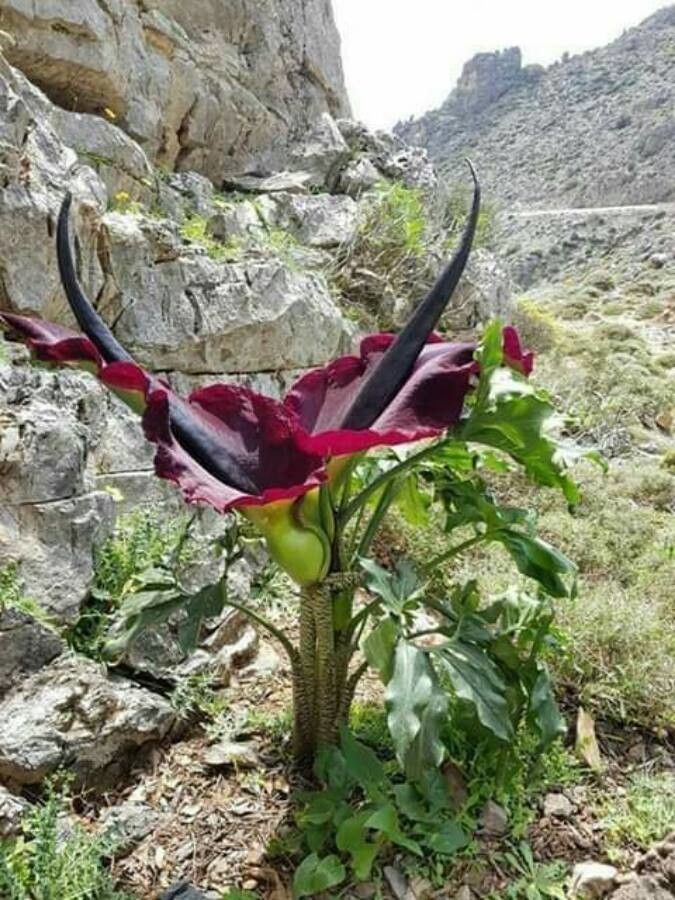 Dracunculus vulgaris Schott, Arum petit-dragon (Flore mondiale) - Pl@ntNet  identify