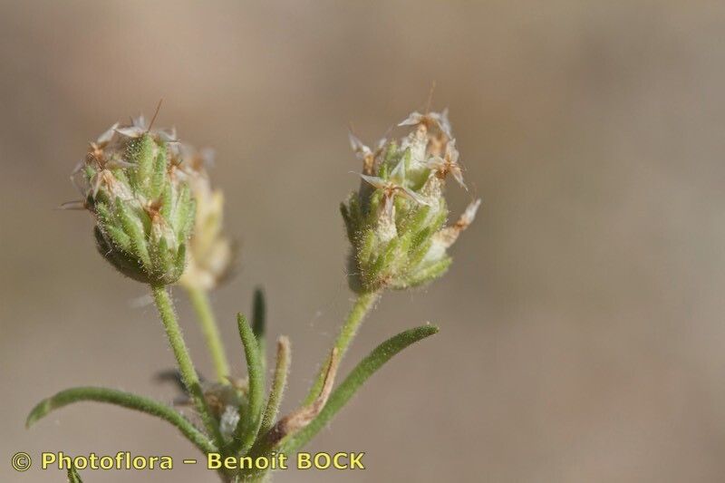 Taken May 15, 2019 by Photoflora - Benoit BOCK (©)