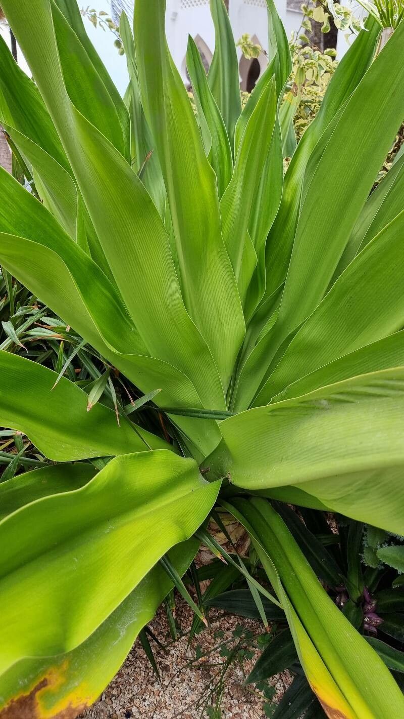 Pandanus dubius Spreng., Bakong (World flora) - Pl@ntNet identify