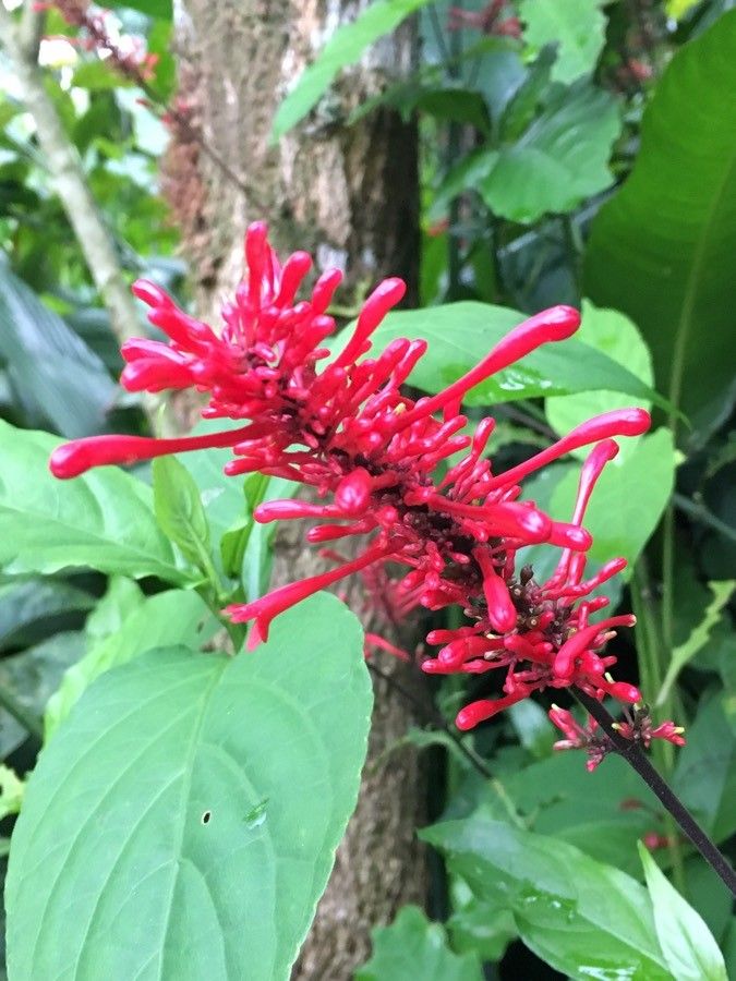 Odontonema cuspidatum (Nees) Kuntze, Scarlet firespike (World flora ...