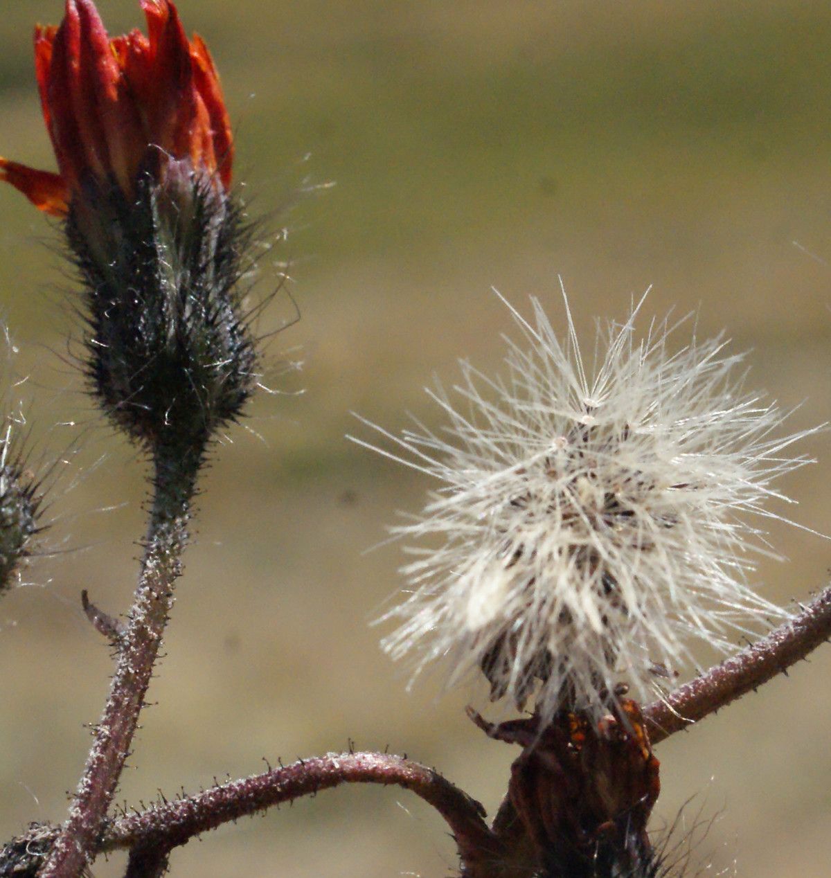 Taken Aug 21, 2014 by Tela Botanica − Liliane Roubaudi (cc-by-sa)