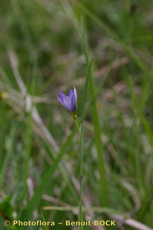 Taken Aug 15, 2005 by Photoflora - Benoit BOCK (©)