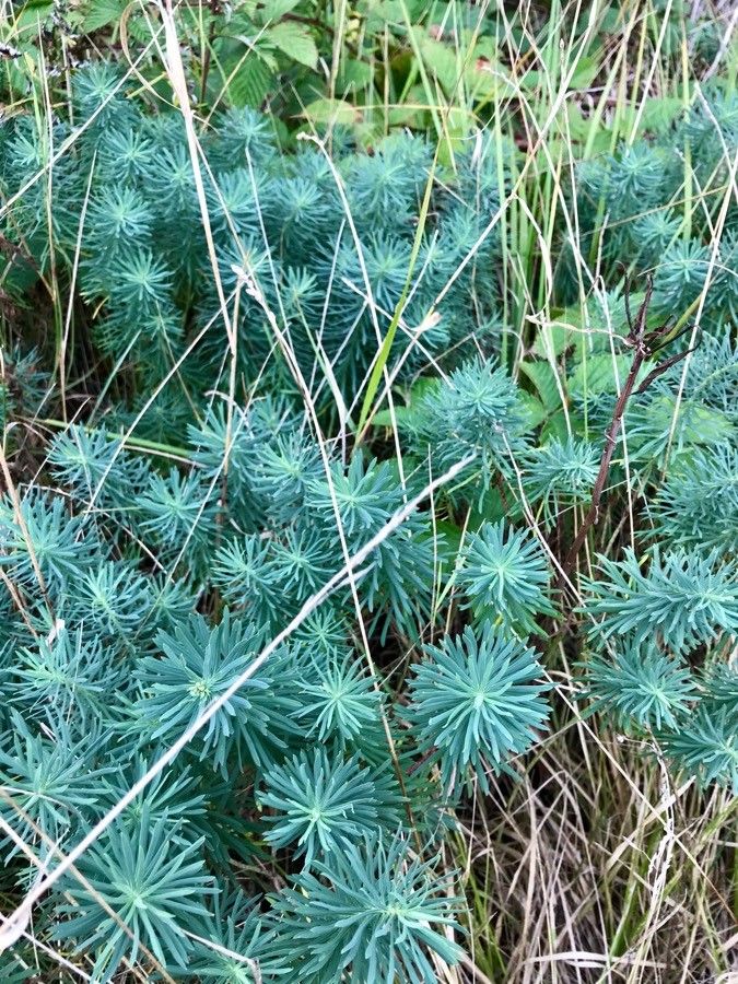 Cypress spurge