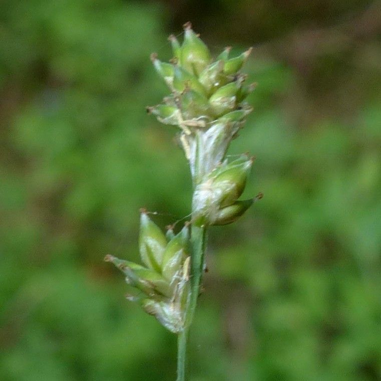 Taken Jul 8, 2018 by Tela Botanica − Jean-Claude Bouzat (cc-by-sa)