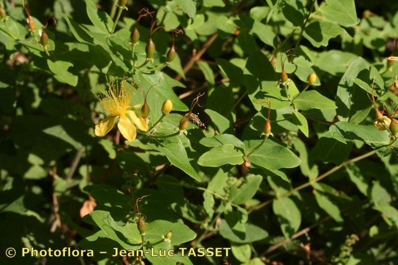 Taken Aug 15, 2007 by Photoflora - Jean-Luc TASSET (©)