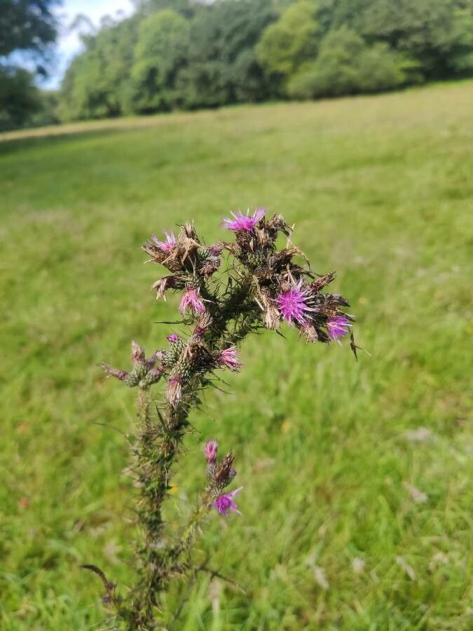 Marsh thistle