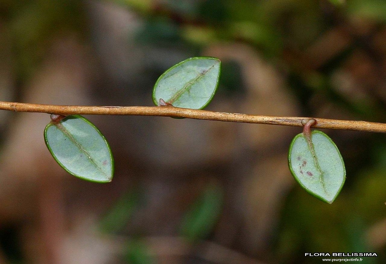 Taken Jan 1, 1800 by Tela Botanica − Thierry Pernot (cc-by-sa)