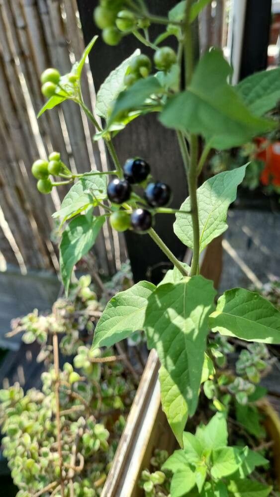 Maria-pretinha  Solanum americanum – Entre Plantas